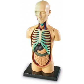 解剖模型 - 人體